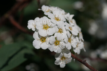 spirea flower cluster close up