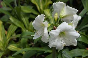Obraz na płótnie Canvas white amaryllis flowers