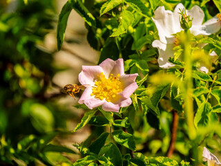 Bee on the way to the flower