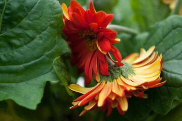 orange gerbera flowers and leaves close up