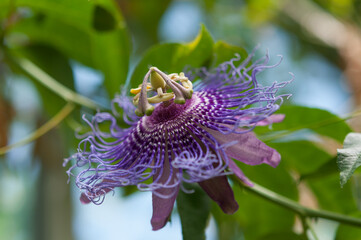 Passiflora close up
