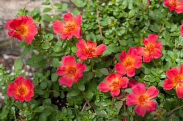 Fototapeta premium portulaca flowers (ground cover plant with bright orange/magenta flowers)