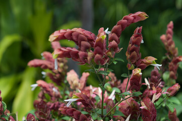 Justicia brandegeeana or shrimp plant
