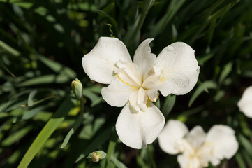Naklejka na ściany i meble white iris flowers