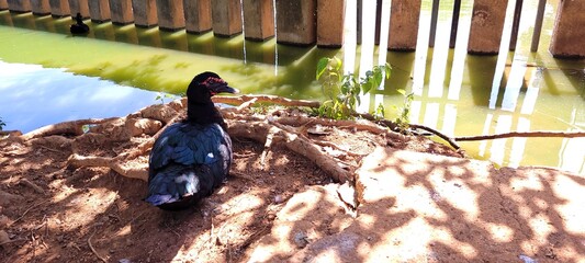 black duck