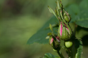rose buds and blank space