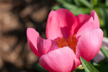 pink flower in the sun