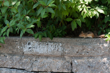 stone wall, plants, and chipmunk 