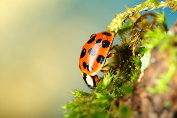 red ladybug on the tree bark