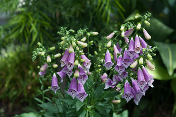 digitalis or foxglove  © eugen