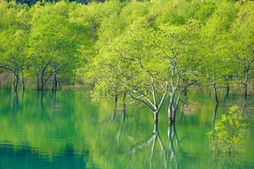 Fototapeta premium 水没林の美しい風景②