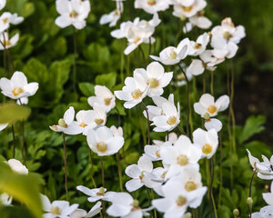 Many white flowers in nature, selective focus on the two center flowers, the rest is blurred. Anemone sylvestris.