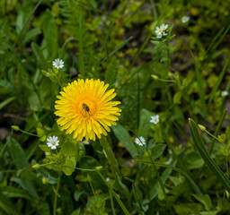 Closeup one isolated yellow dandelion in middle of green grass lawn