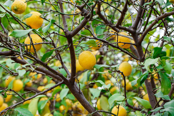 Lemons many, yellow, grow on branches on tree among green leaves.