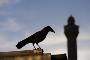 crow on the roof