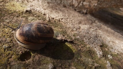 snail on a rock