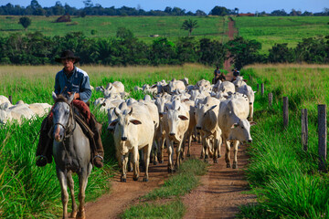 Herd of cattle being driven through dirt path by a horse-riding rancher wearing cowboy hat on a farm in Pará State, Amazon, Brazil.