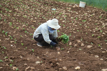 person planting a tomato