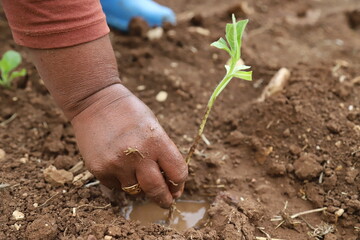 planting a tomato