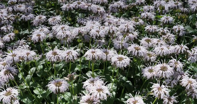 (Monarda fistulosa) Buisson aromatique et mellif&egrave;re de monardes ou bergamotes fistuleuses &agrave; inflorescences &eacute;bouriff&eacute;es rose p&acirc;le en pelotes sur tiges au feuillage vert franc