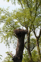 Cigogne blanche, Parc Naturel Régional des Marais du Cotentin et du Bessin; 50, Manche