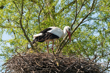 Cigogne blanche, Parc Naturel Régional des Marais du Cotentin et du Bessin; 50, Manche