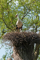 Cigogne blanche, Parc Naturel Régional des Marais du Cotentin et du Bessin; 50, Manche