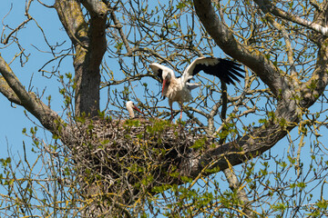 Cigogne blanche, Parc Naturel Régional des Marais du Cotentin et du Bessin; 50, Manche