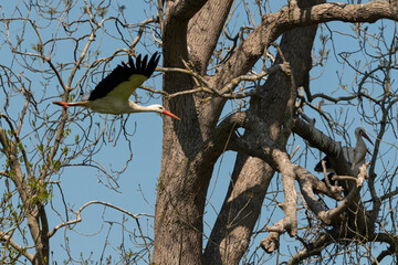 Cigogne blanche, Parc Naturel Régional des Marais du Cotentin et du Bessin; 50, Manche