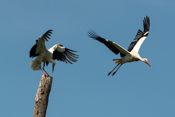 Cigogne blanche, Parc Naturel Régional des Marais du Cotentin et du Bessin; 50, Manche