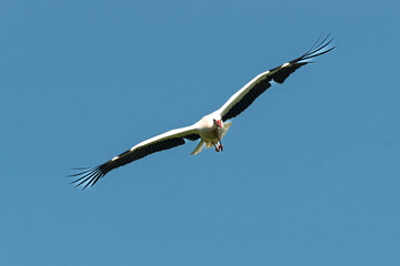 Cigogne blanche, Parc Naturel Régional des Marais du Cotentin et du Bessin; 50, Manche