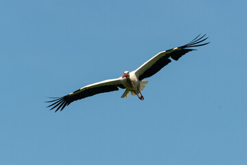 Cigogne blanche, Parc Naturel Régional des Marais du Cotentin et du Bessin; 50, Manche