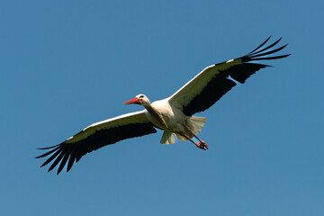Cigogne blanche, Parc Naturel Régional des Marais du Cotentin et du Bessin; 50, Manche