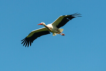 Cigogne blanche, Parc Naturel Régional des Marais du Cotentin et du Bessin; 50, Manche
