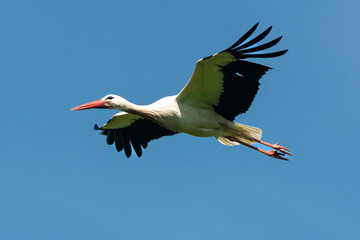 Cigogne blanche, Parc Naturel Régional des Marais du Cotentin et du Bessin; 50, Manche