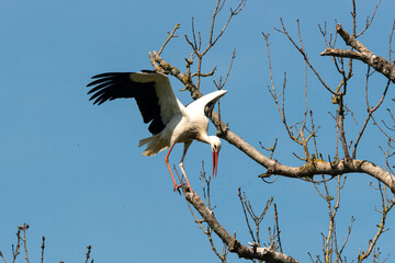 Cigogne blanche, Parc Naturel Régional des Marais du Cotentin et du Bessin; 50, Manche