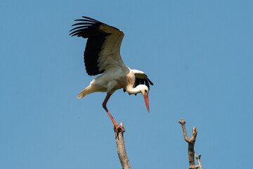 Cigogne blanche, Parc Naturel Régional des Marais du Cotentin et du Bessin; 50, Manche