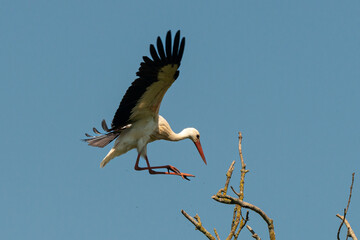 Cigogne blanche, Parc Naturel Régional des Marais du Cotentin et du Bessin; 50, Manche