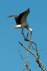 Cigogne blanche, Parc Naturel Régional des Marais du Cotentin et du Bessin; 50, Manche