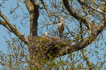 Cigogne blanche, Parc Naturel Régional des Marais du Cotentin et du Bessin; 50, Manche