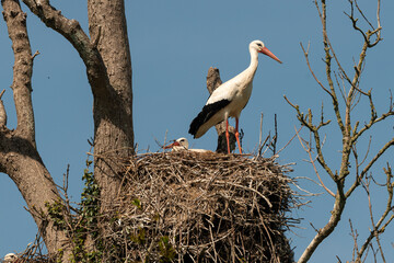 Cigogne blanche, Parc Naturel Régional des Marais du Cotentin et du Bessin; 50, Manche