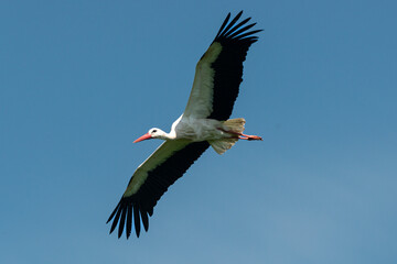 Cigogne blanche, Parc Naturel Régional des Marais du Cotentin et du Bessin; 50, Manche