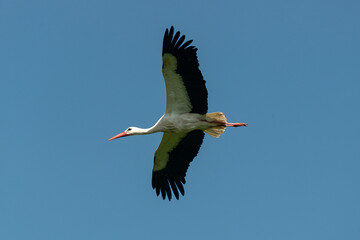 Cigogne blanche, Parc Naturel Régional des Marais du Cotentin et du Bessin; 50, Manche