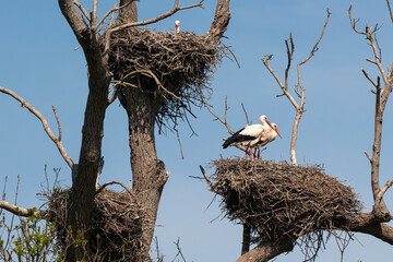 Cigogne blanche, Parc Naturel Régional des Marais du Cotentin et du Bessin; 50, Manche