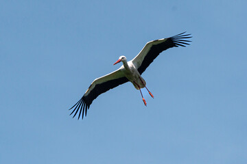 Cigogne blanche, Parc Naturel Régional des Marais du Cotentin et du Bessin; 50, Manche