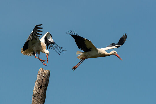 Cigogne blanche, Parc Naturel R&eacute;gional des Marais du Cotentin et du Bessin; 50, Manche