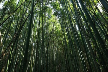 青く茂った夏の涼し気な竹林