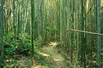 青く茂った夏の涼し気な竹林