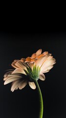 gerbera flower on black background