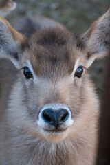 Cría mirando fijamente